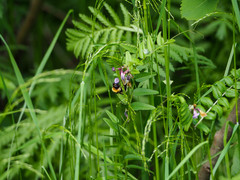 Bombus distinguendus
