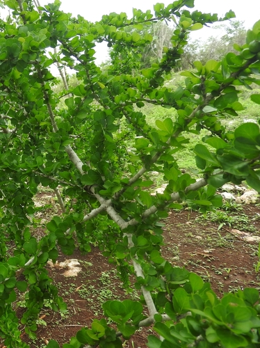 Image of Randia obcordata by (c) Sebastián de Jesús Herrera Buenfil, some rights reserved (CC BY)
