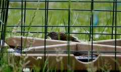 Prunella modularis occidentalis