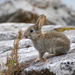 European Rabbit - Photo (c) Alexis Lours, some rights reserved (CC BY)
