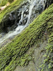Platylomella lescurii