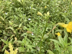 Erythranthe michiganensis