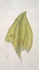 Platylomella lescurii