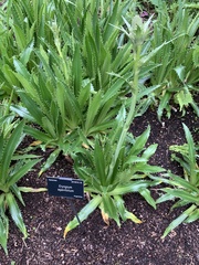 Eryngium agavifolium