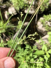 Juncus pylaei
