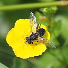 Mesembrius peregrinus