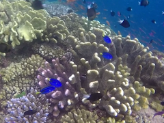 Paracanthurus hepatus