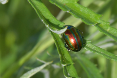 Chrysolina virgata