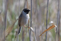 Emberiza yessoensis