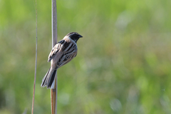 Emberiza yessoensis