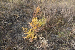 Thalictrum squarrosum