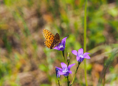 Boloria euphrosyne
