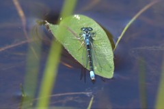 Coenagrion glaciale