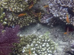 Paraluteres prionurus