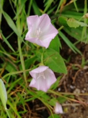Convolvulus arvensis