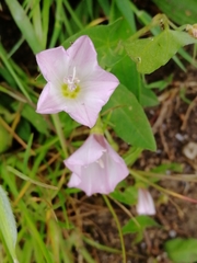 Convolvulus arvensis