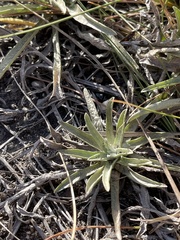 Helichrysum subglomeratum