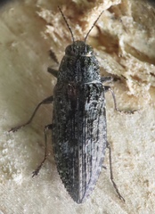 Texania campestris