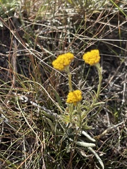 Helichrysum subglomeratum