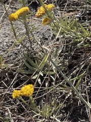 Helichrysum subglomeratum