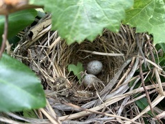 Pipilo erythrophthalmus