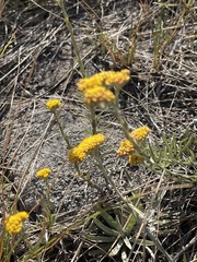 Helichrysum subglomeratum