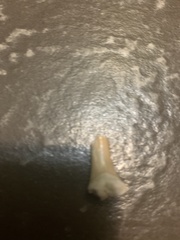 Lamniformes