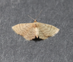 Idaea dilutaria