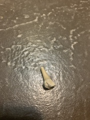 Lamniformes