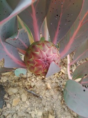Protea recondita