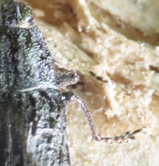 Texania campestris