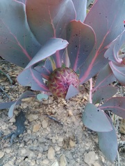Protea recondita