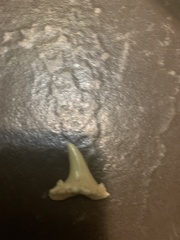 Lamniformes