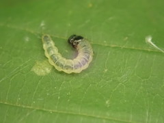Pantographa limata