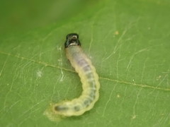 Pantographa limata