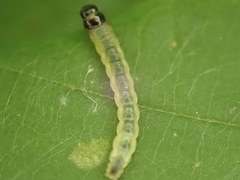Pantographa limata