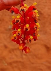 Grevillea wickhamii