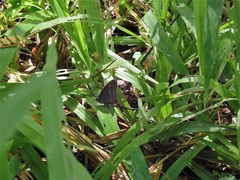 Mycalesis perseoides