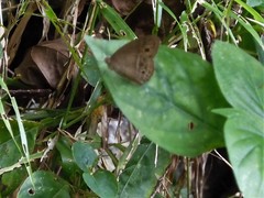 Mycalesis perseoides