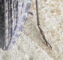 Texania campestris