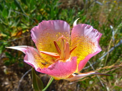 Calochortus plummerae