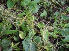Cuscuta australis