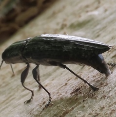 Texania campestris