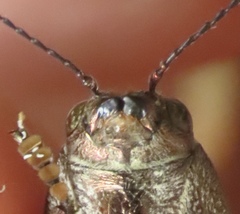 Texania campestris
