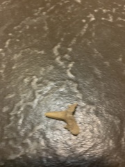 Lamniformes