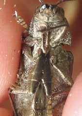 Texania campestris
