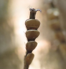 Texania campestris