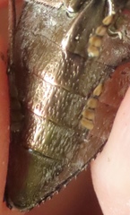 Texania campestris