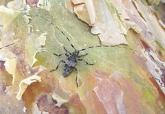 Acanthocinus griseus