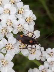 Capsodes flavomarginatus